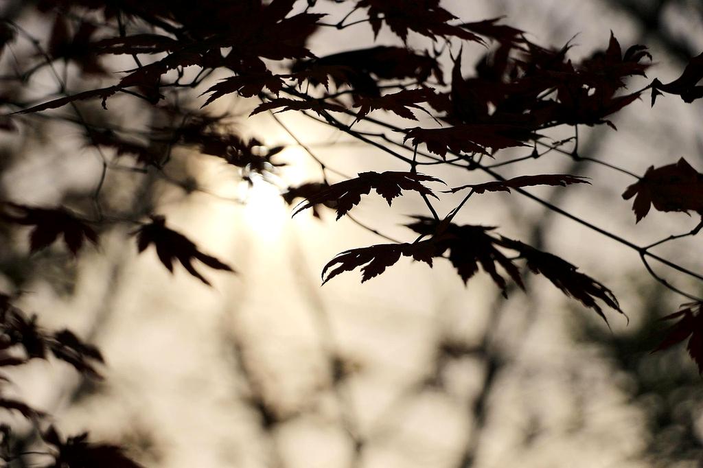 Autumn leaves around a temple in Kyoto, Japan