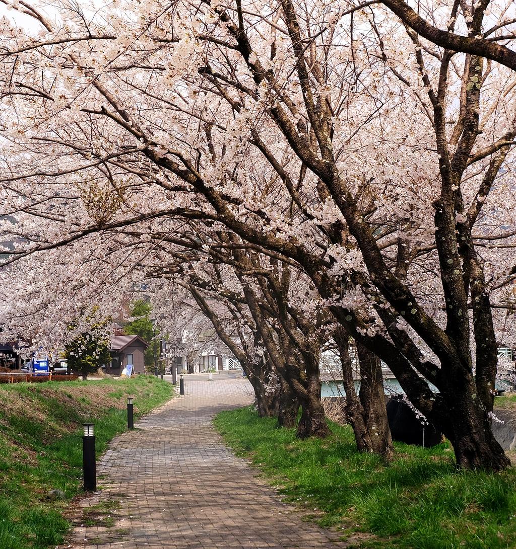Cherry blossoms framing ancient temple in Kyoto