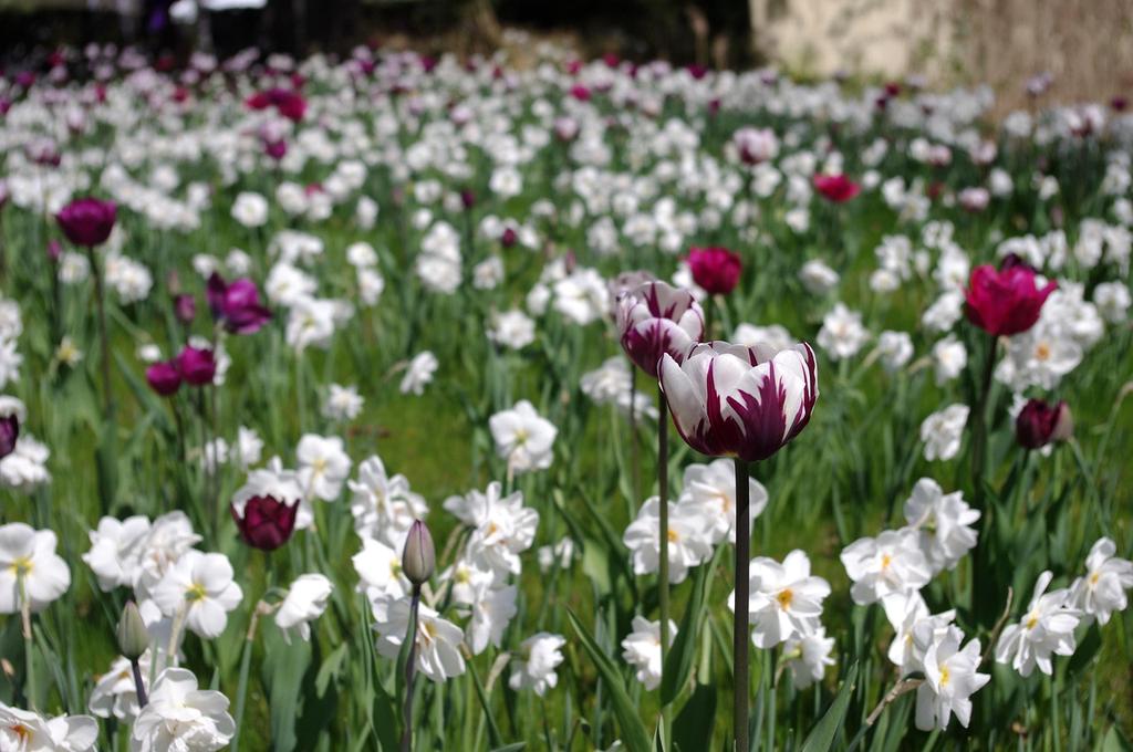 Field of tulips in full bloom in the Netherlands