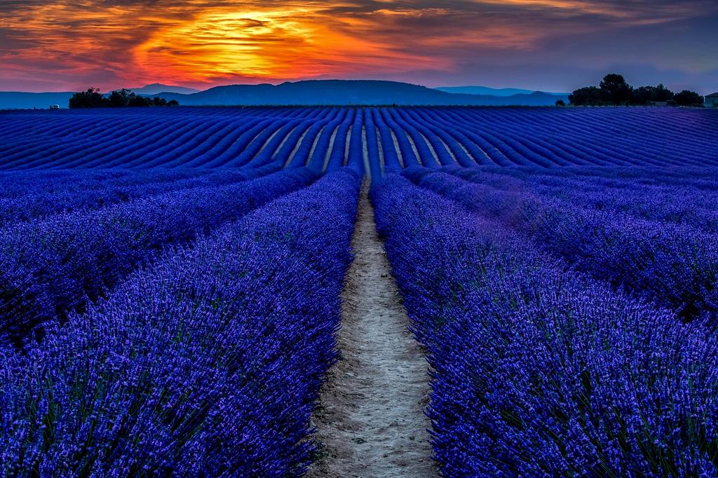 Lavender fields in Provence under clear blue sky